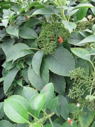 Immergrüne Kletterhortensie - Hydrangea semiola - Gartenhortensie - 40-60cm