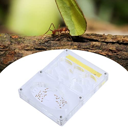 Ameisenfarm, Acryltransparente 3D -Kindergarten -Formicarium Farm, Insekt