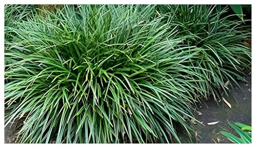 10 x Carex morrowii 'Irish Green' im 1 Liter Topf (Ziergras/Gräser/Winterhart/Mehrjährig/Immergrün/Bodendecker) Grüne Japan Segge - Frisches Grün für lebendige Gartenträume - von Stauden Gänge