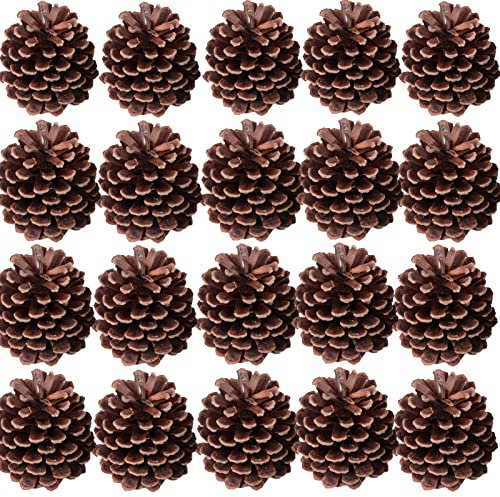 Lot de 20 pommes de pin naturelles séchées pour travaux manuels, décorations de sapin de Noël, accessoires de bricolage, décorations de maison ou de vacances