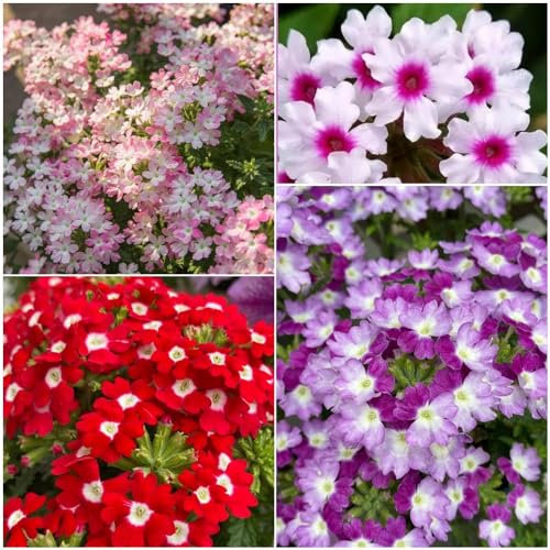 200 pcs eisenkraut samen eisenkraut garten blumen geschenk schnittblumen samen balkonpflanzen winterhart pflanzen garten blumensamen mehrjährig winterhart bio saatgut wildblumensamen
