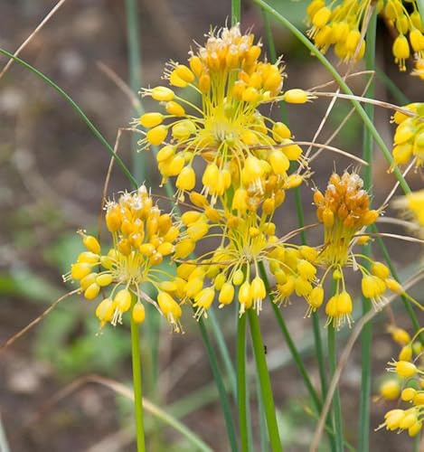 Gelber Lauch - Allium flavum - lebende Gartenpflanze aus den Baumschulen