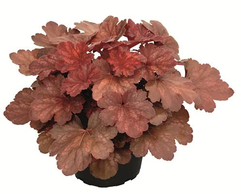 Heuchera - Purpurglöckchen Cherry Cola - winterhart, im Topf 12 cm, in Gärtnerqualität von Blumen Eber - 12cm