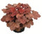 Heuchera - Purpurglöckchen Cherry Cola - winterhart, im Topf 12 cm, in Gärtnerqualität von Blumen Eber - 12cm