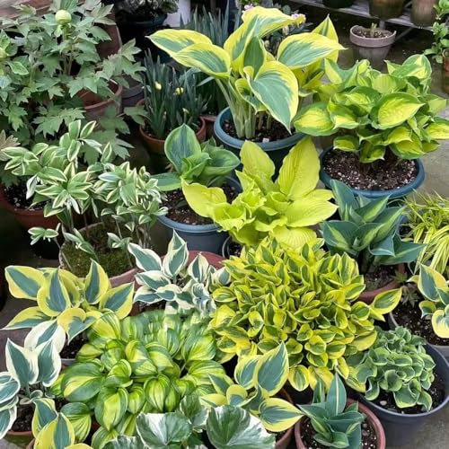 500 Pcs Funkien Pflanze Samen - Hosta Pflanze - Bodendecker Winterhart Mehrjährig, Hosta Plantaginea, Balkonpflanzen, Blumensamen Balkon Blumensamen Gastgeschenk Winterharte Pflanzen
