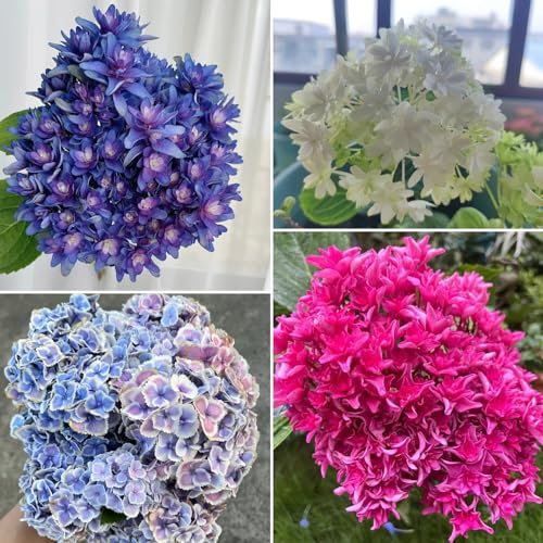 300 pcs hortensien samen pflanzen garten (hortensien) wildblumensamen mehrjährig winterhart bodendecker winterhart mehrjährig hortensien winterhart geschenk winterharte pflanzen für