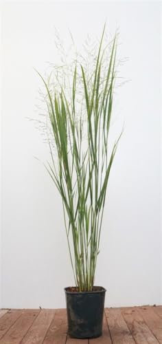 Panicum virgatum 'Northwind' - Rutenhirse, aufrechter Wuchs, ideal für Rabatten, winterhart, pflegeleicht, dekorative Herbstfärbung