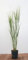 Panicum virgatum 'Northwind' - Rutenhirse, aufrechter Wuchs, ideal für Rabatten, winterhart, pflegeleicht, dekorative Herbstfärbung