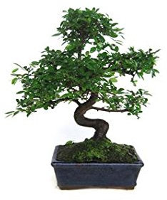 Bonsái Zelkova parvifolia 8 años OLMO CHINO