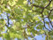 Japanische Zelkove Zelkova serrata Pflanze 35-40cm Keaki Japanische Ulme Rarität