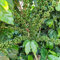 Kaffeepflanze samen - pflanzen garten balkon deko pflanze - Seltene Pflanzen serie - kaffee bohnen samen balkon pflanze hochbeet dekopflanzen baumsamen Kaffeepflanze pflanztöpfe garten 80pcs