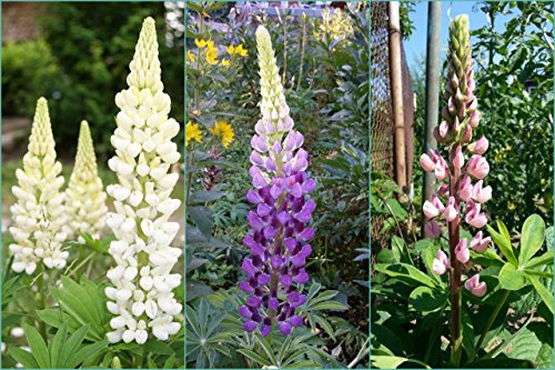 25 Samen Lupinen Mix bunte Farbmischung