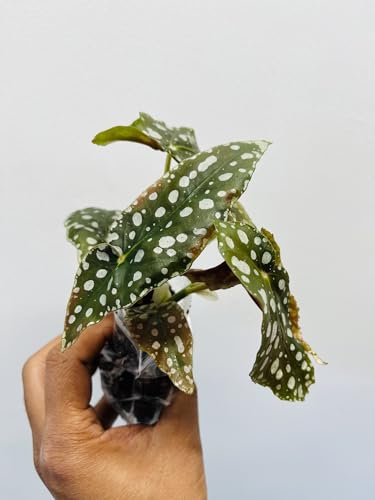 Polka dot Begonia Plant, Begonia, Well Rooted Healthy 1 Plant UK