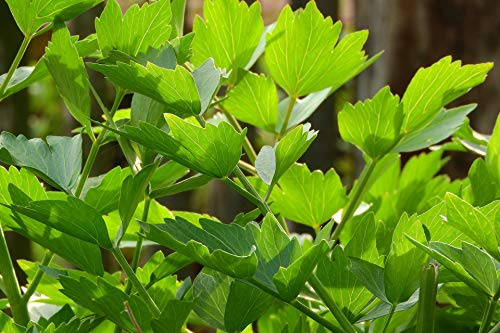 Lovage Herb Seeds - Non-GMO - 1 gram, Approximately 250 Seeds