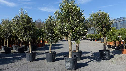 gruenwaren jakubik Olivenbaum Olive '20 Jahre' 170-180 cm, beste Qualität, winterhart, Olea Europaea