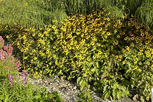 Rudbeckia triloba ca. 9x9 cm Topf - Dreilappiger Sonnenhut, gelbe Blüten, Blütezeit Spätsommer, ideal für Rabatten, bienenfreundlich, pflegeleicht