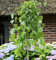 Hochstamm Trauer Maulbeere 80-100cm - Morus alba - Gartenpflanze