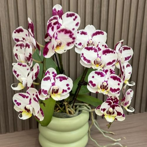 Orchidee Phalaenopsis - pendenti, di 350semi