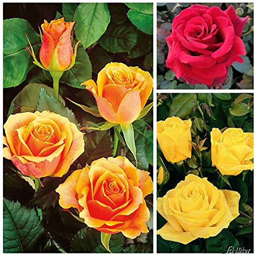 Edelrosen-Set 'Klassik' - 3 Sorten