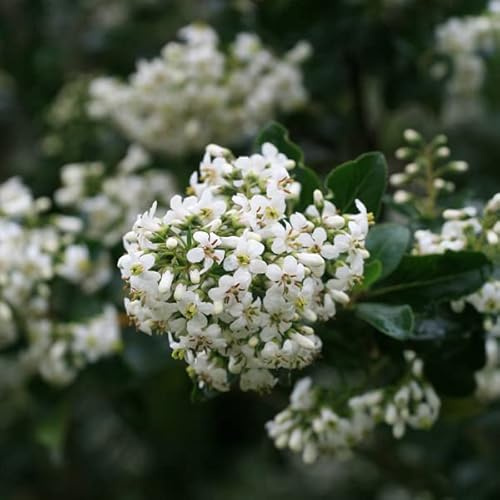 Andenstrauch 'Iveyi' - Escallonia 'Iveyi' - 30-40 cm Topf - Weißblühender Zierstrauch
