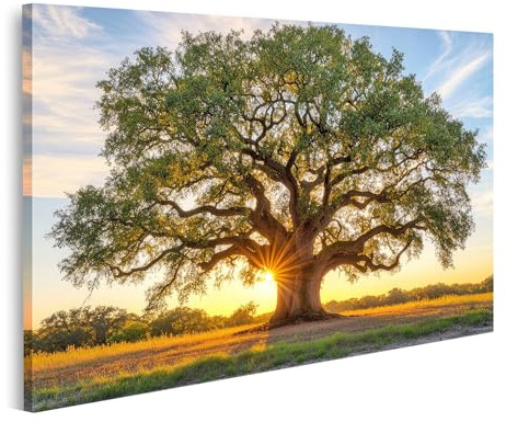 islandburner Bild auf Leinwand Sonnenaufgang hinter majestätischer Eiche für Wohnzimmer Naturliebhaber Galerie Bilder Wandbilder Poster