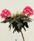Rhododendron 'Yakushimanum' Fantastica Hochstamm 80-100 cm winterhart Freilandaufzucht