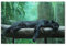1000-Stück Puzzle Für Erwachsene Und Kinder-Papier Puzzle，Schwarzer Panther auf dem Baum，Familie Interaktive Spiele Große Ferien Freizeit（38x26cm）-F76