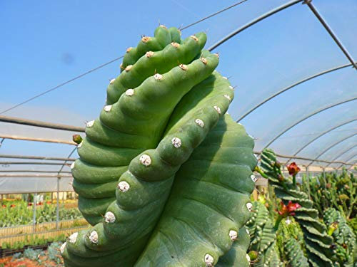 Portal Cool 10 Cereus Peruvianus Spiralis (Rare Spiraliformis) Cactus Ariocarpus semi raro