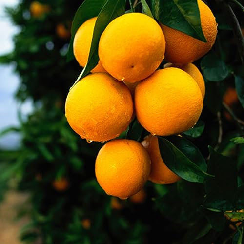 kiskick Orangenbaum Samen Topf, 30 Stück Obst Bonsai Zitrus Garten Indoor Outdoor Pflanze Orangensamen#