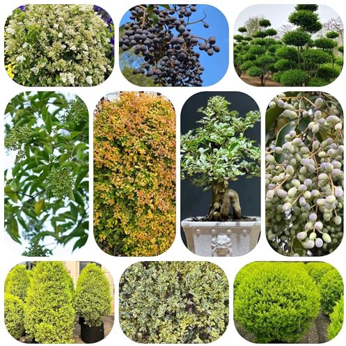 semi di bonsai di ligustro - piante esotiche resistenti arbusto di ligustro resistente siepi, arbusti, piante in crescita semi biologici vecchie varietà piante sempreverdi resistenti 250pcs