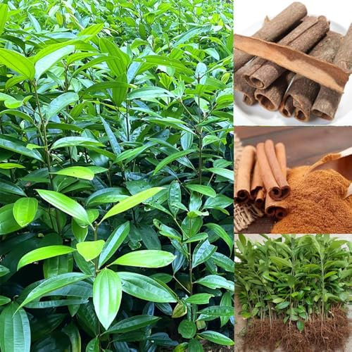30 pcs Zimt pflanze samen hochbeet balkon zimtbaum, steingartenpflanzen winterhart winterharte pflanzen für garten, baumsamen kräuter pflanzen kräuterpflanzen kräutersamen balkon