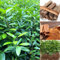 30 pcs Zimt pflanze samen hochbeet balkon zimtbaum, steingartenpflanzen winterhart winterharte pflanzen für garten, baumsamen kräuter pflanzen kräuterpflanzen kräutersamen balkon