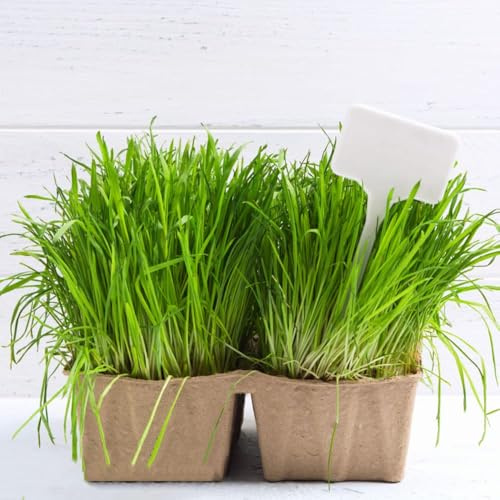 katzengras bio - winterfeste für balkon, katzengrassamen garten grünpflanzen dekopflanzen gemüsepflanzen bonsai katzengras exotische gemüsesamen 500samen