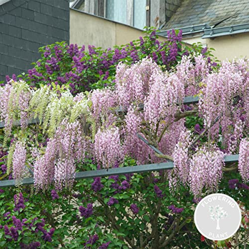 Wisteria floribunda Rosea – Glyzinie – Schlingpflanze – Pflegeleicht – ⌀15 cm – 60-70 cm