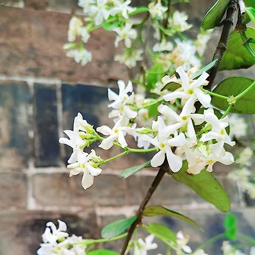 30 Piezas Semillas De Plantas De Jazmín, Planta De Jazmin Real, (Jazmín Sambac) Planta De Jazmín Fragante Resistente, Bonsái De Interior Bonsái Jazmín - Flores Balcón Plantas A Base