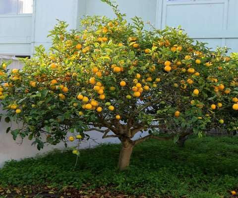 Graines de citronnier 90pcs jaune