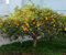 Graines de citronnier 90pcs jaune