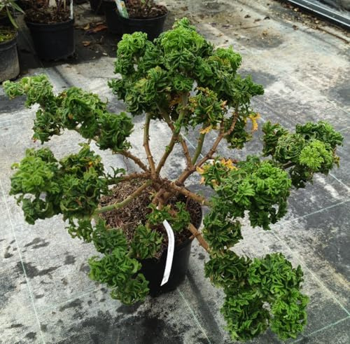 Pelargonium x 'Crispy' / Géranium au parfum de citron/Conteneur de 3 à 4 litres/Vvace Odorante