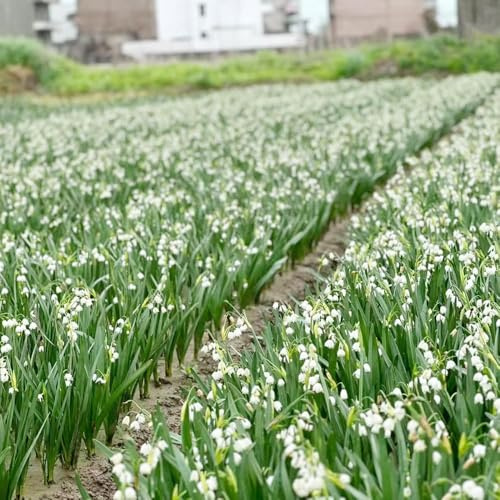 märzenbecher - Seltene serie - zimmerpflanzen hochbeet balkon garten winterharte für balkon exotische blumenzwiebeln balkonpflanzen 12zwiebeln
