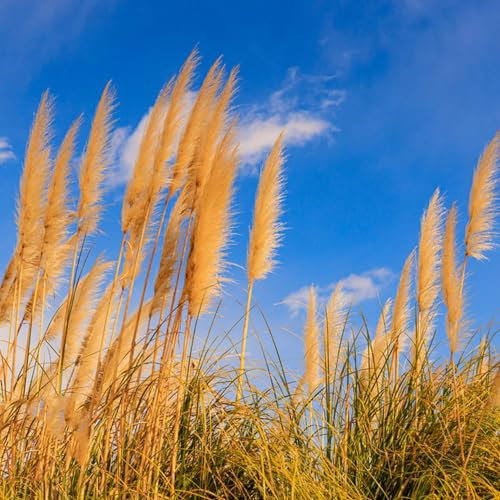 150 pcs pampasgras samen winterhart, gartensamen, kübelpflanzen winterhart (Cortaderia selloana) gartenpflanzen, stauden winterhart blumen samen mehrjährige, kübelpflanzen gräser winterhart