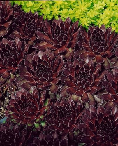 Sempervivum tectorum 'Noir' 9x9 cm Topf – Winterhart, Immergrün, Pflegeleicht – Dachwurz – Polsterpflanze für Steingarten & Trockenmauer