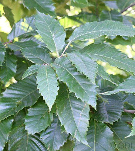 Eßkastanie 60-80cm - Castanea sativa