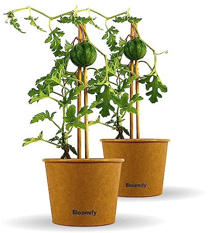 Bloomify® Mini Wassermelonen Pflanze Werner | 20-30 cm große ertragreiche Mini Wassermelone | extra süße, saftige und kernarme Melonen Früchte | für Topf, Kübel und Garten