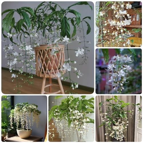 200 Pcs Jasmin Samen Winterhart - Luftreinigende Zimmerpflanzen, Kletterpflanzen Bio Saatgut, Clerodendrum Wallichii, Kräuterpflanzen, Blumen Für Balkon Wildblumensamen, Hochbeet