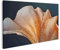 islandburner Prime Image sur toile Motif calice de fleurs plongeant à l'aube Images murales Poster
