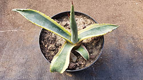 Portal Cool Agave Americana Variegata:Seeds Only