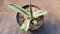 Portal Cool Agave Americana Variegata:Seeds Only