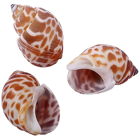 MEMEM Coquillages de Bernard-l'hermite de Petite à Moyenne Taille, Coquillages naturels for la décoration d'aquarium.(B)