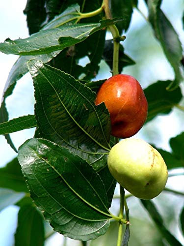 5 Samt von Indischem Jujube Obstbaum