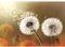 Runa Art Fototapeten 396 x 280 cm Pusteblumen - Vlies Wanddekoration Wohnzimmer Schlafzimmer - Deutsche Manufaktur - Braun 9459012a